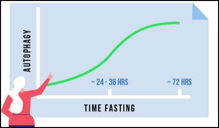 Image shows when autophagy peaks during a fast