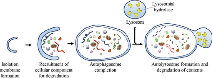 Picture showing how a cell is recycled during autophagy