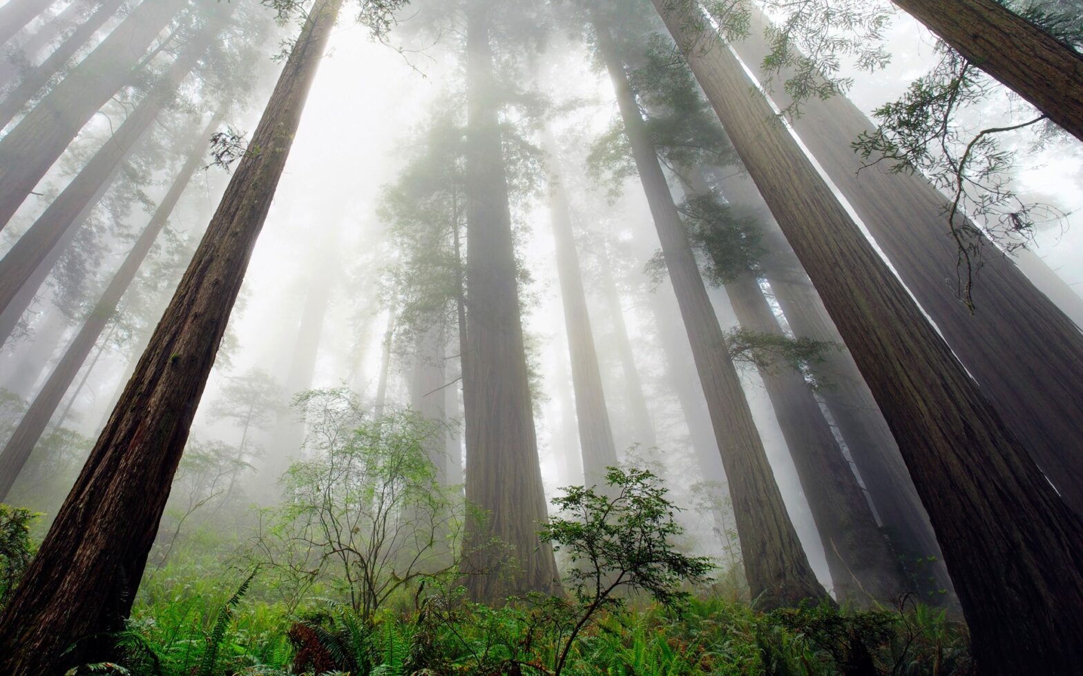 Image with camera pointed from base of tree to tree tops illustrating perspective