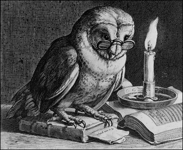 Picture of a wise owl contemplating beauty in aging.